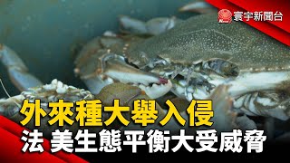 外來種大舉入侵  法國 美國生態平衡大受威脅@globalnewstw