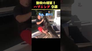 tiktokで8.5億回バズった動物ハプニング動画9選！9Animal Happenings Videos That Got 850 Million Buzz on tiktok!#犬#shorts