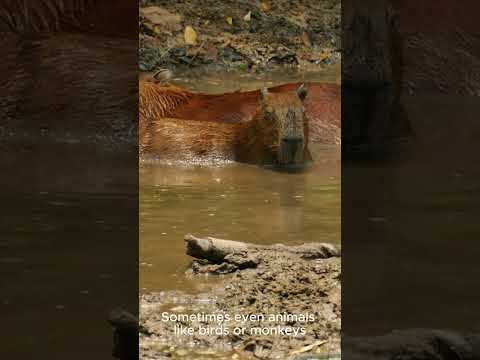 Capybaras: The Chillest Animals in the Wild – Amazing Facts in 60 Seconds! - #shorts #animalkingdom