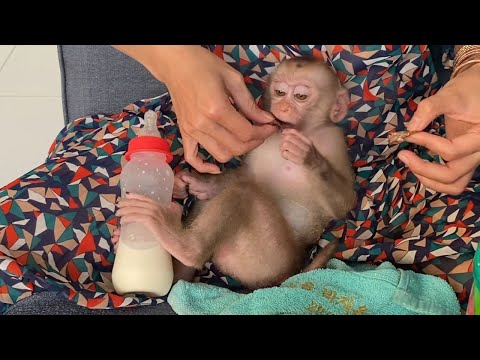 Cute Little Boy sleeping, eating chocolate with mom