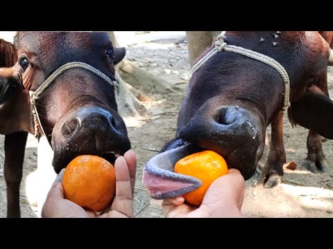 cow funny video|the cow eating fruit| cow videos| cow video for kids| cute cow mooing