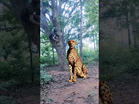 Leopard _ catching😯#shortsfeed #wildlife #attack #tiger #viralshorts