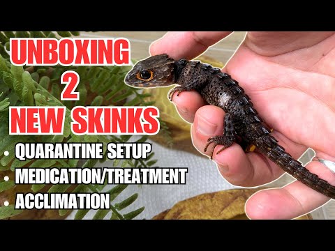 PROJECT MINI DRAGON | How to Treat and Acclimate Red-Eyed Crocodile Skinks (Tribolonotus gracilis)!