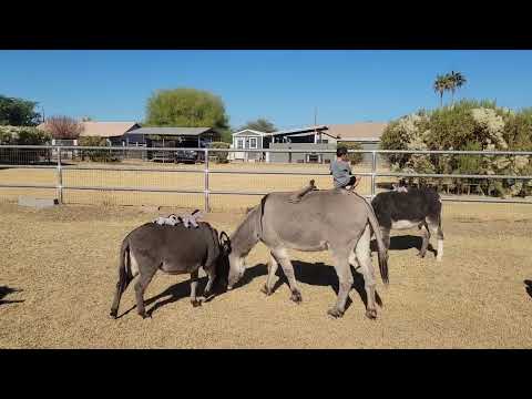 The boys turned the donkeys into "stuffy buses" 🤣#donkeytraining #kidsarefunny #donkey