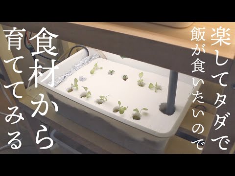 【土なし水耕栽培/レタス等】食費タダにしたいから家庭内植物工場作ってみる#1【夫手取り15万円でも何としても専業主婦になりたい】