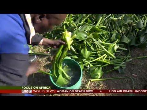 From Water Hyacinth to Bio Fuel - BBC World News