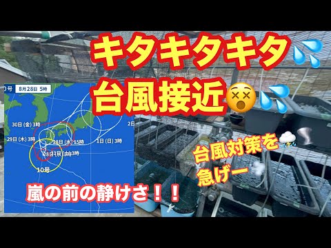 (メダカ)みなさん日本全土に台風直撃！対策まだならしましょう！まだ間に合う！！