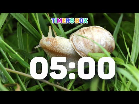 Snail 5 Minute Timer ⏰ No Music with Gentle Alarm 🐌 Perfect for School, Biology, and Nature Classes