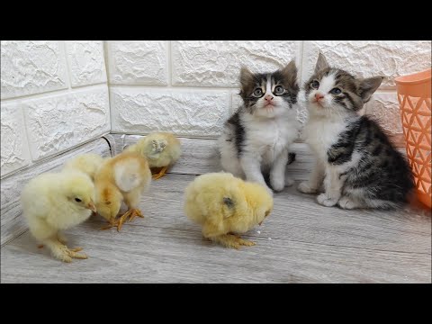 Cute kitten's and chick's are playing together 😍♥️