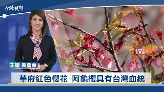 華府紅色櫻花 阿龜櫻具有台灣血統  | 中央社全球視野