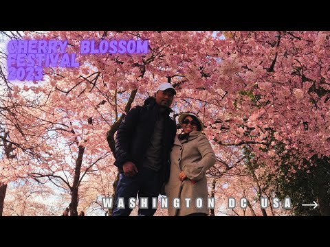 cherry blossom in dc