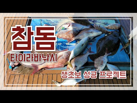 [참돔 타이라바낚시] '생초보 성공 프로젝트'