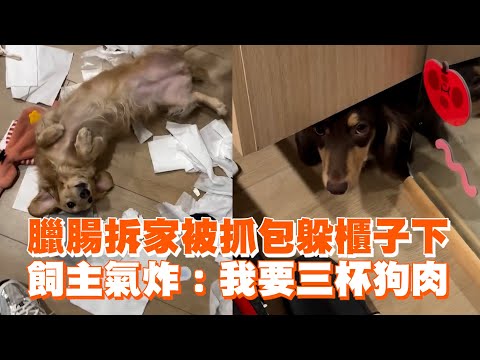 臘腸拆家被抓包躲櫃子下　飼主氣炸：我要三杯狗肉｜臘腸犬