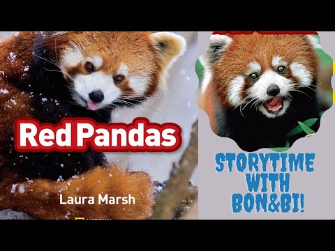 National Geographic Kids  Red Pandas | read aloud science book