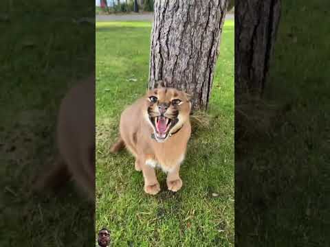 #cat #bigcat #floppa #animals #lion #funny #tamed #bigcats #cutebaby #wildcats