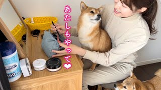 ママのメイクに興味津々な柴犬が膝の上に乗ってジロジロ見てくるようになりました