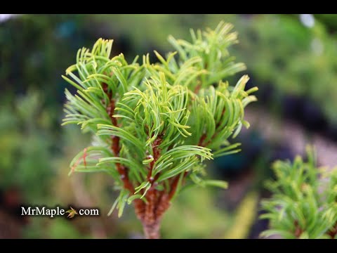 Pinus strobus 'Mini Twists' Dwarf White Pine