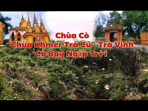 Cò Bay Ngập Trời tại Chùa Cò- Chùa Phật Giáo Nam Tông Khmer Trà Vinh