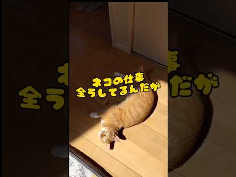 猫だって、ただ寝てる訳じゃないのよ。#shorts #猫 #保護猫