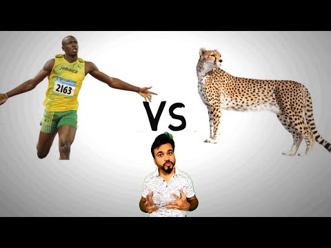 Usain bolt vs cheetah Scientific Explanation