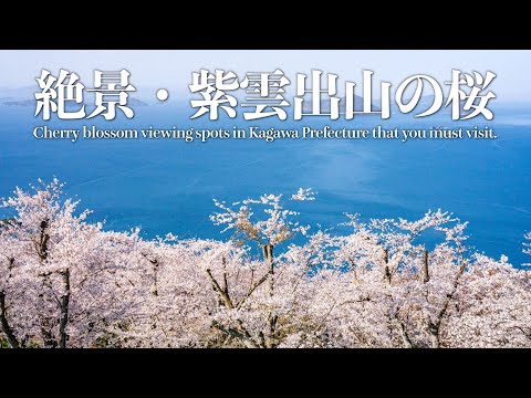 【紫雲出山の桜】ニューヨークタイムズにも掲載された、死ぬまでに行きたい香川県の桜の名所【絶景】