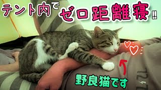 信じられないくらい野良猫と仲良く完ソロキャンプする男の末路【泣】前編 #猫 #キャンプ #asmr