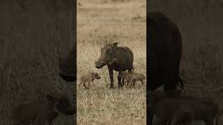 Animal wildlife #animals #wildlif #discoverthewild #pig