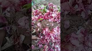 rose garden potting mix #shorts #shortvideo #trending #rosefertilizer #gardenideastamil