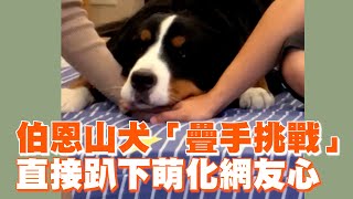 伯恩山犬的疊手挑戰！出奇招「趴下饋頭」萌翻網友😍｜寵物動物｜可愛狗狗｜汪星人