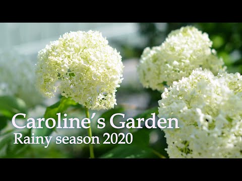 Caroline's Garden rainy season 2020