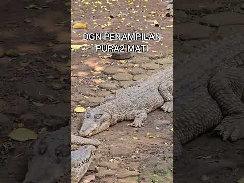 ARISAN BUAYA PENANTI MANGSA🐊#crocodile#alligator#buaya#animals #animallover#shortvideo#wildlife #zoo