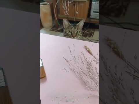 best assistant 👌 loving cat #painting #art #cat #carlover #paintingtime #tiktok #artist