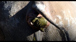 サイ（ヒガシクロサイ）の大迫力ウンコ！ part.2 rhino pooping