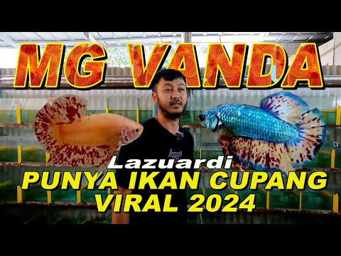 LAZUARDI PUNYA IKAN CUPANG VIRAL 2024