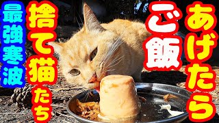 【最強寒波】捨て猫たちにご飯をあげたら・・・ さくらねこと野良猫への給餌