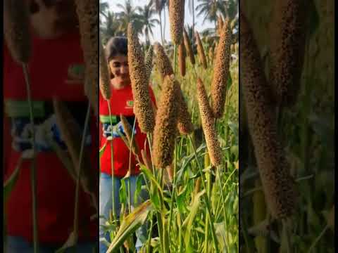 #agriculture #kvkbaramati #pune #agricoss #millets #pearlmillet