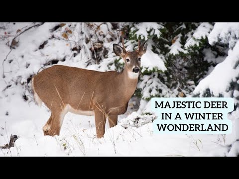 Magical Encounters: Majestic Deer in a Winter Wonderland!