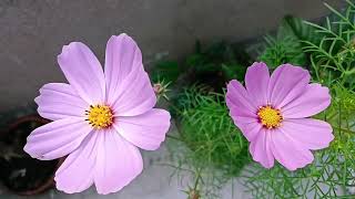 #flowers #flowerlovers #cosmos #flowerphotography #flowerpower #flowerstagram #flowerseveryone