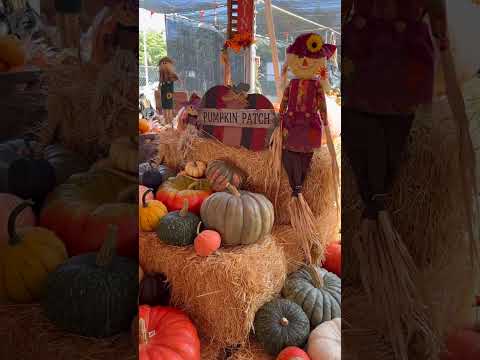 Pumpkin Patches in Ventura 🎃🍂