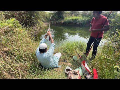 Snakehead fishing | live fish bait |catching snakehead fishes and catfish