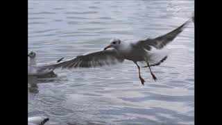 Irate Little Gull Feb 2019