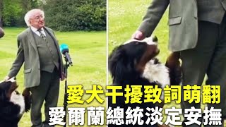 愛犬干擾致詞萌翻 愛爾蘭總統淡定安撫 - 可愛動物 - 新唐人亞太電視台