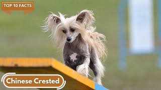 The Chinese Crested: 10 Awesome Facts You Should Know