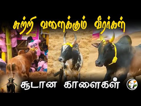 சுற்றி வளைக்கும் வீரர்கள் சூடான காளைகள் | Palamedu Jallikattu | Mattu Pongal | Madurai