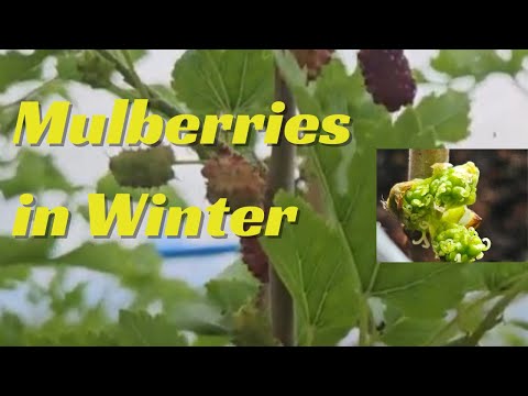 Mulberries in Winter