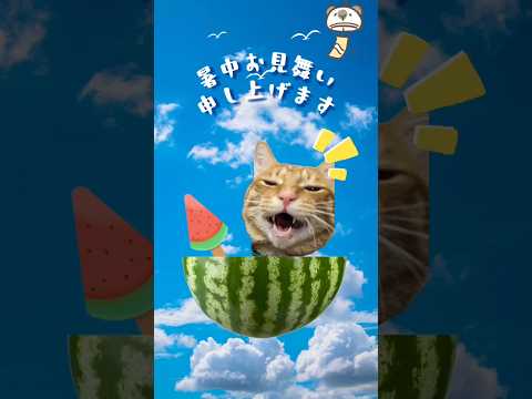 むー隊長から皆様へ🍉 #看板猫 #老人ホーム ＃暑中見舞い