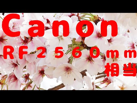 【Canon RF ２５６０ｍｍ 相当】 手持ち撮影動画 動画電子IS 強  キヤノン EOS R7 RF200-800mm F6.3-9 IS USM EXTENDER RF2x ってどんな画質？