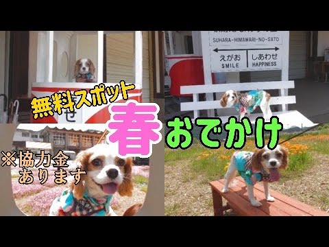 わんこと春の洲原ひまわりの里【岐阜】ネモフィラ/芝桜などI went for a walk with my dog at a spring outing spot.