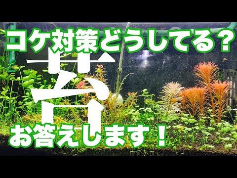 苔が生えない水槽を作る。　#水草水槽  #アクアリウム