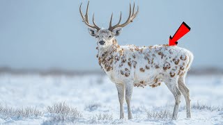 An Injured Reindeer Infested by Millions of Barnacles and Parasites Successfully Rescued by the Team